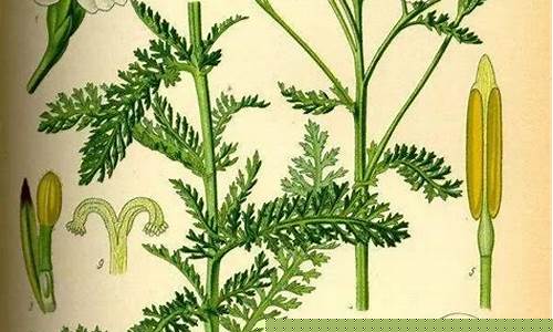 网上哪个网站算命准确率高一点
