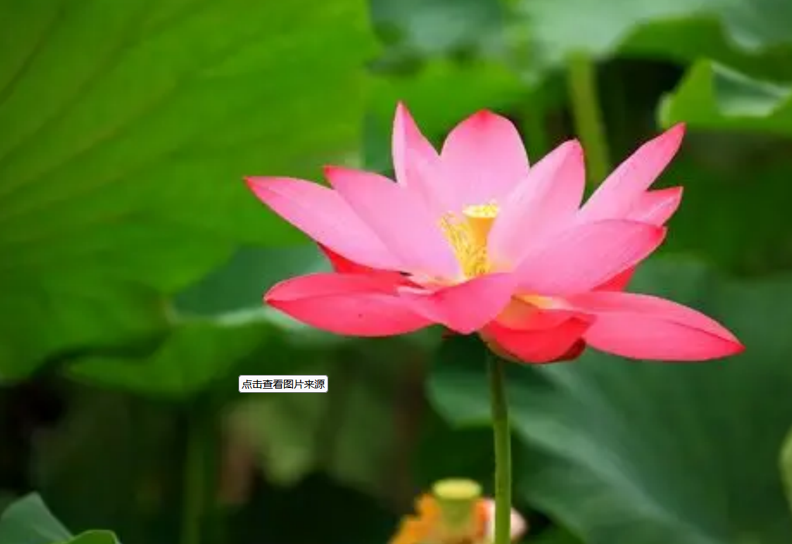 专业八字算命网站排名
